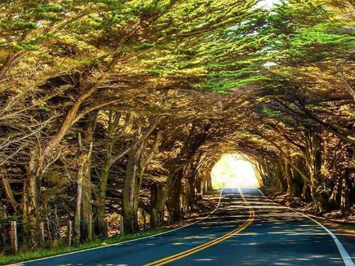 Best Natural Tree Tunnels (10 Pics)