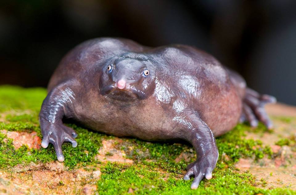 10 Most strange looking animals in the world