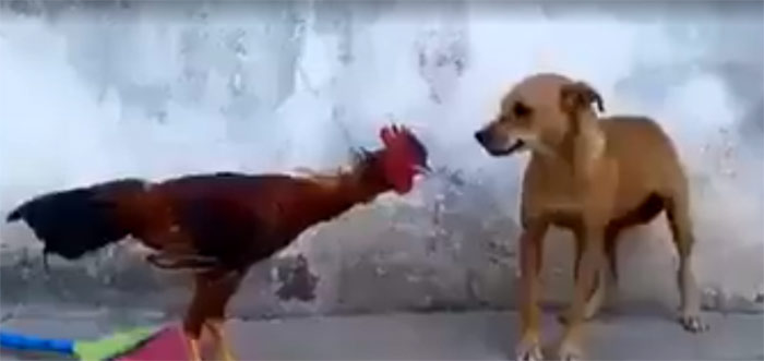 Viral Video With Strong Message : Cock Drives Dog Away