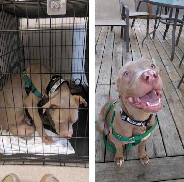 Here’s Why Animals Should Be Adopted! (29 pics)