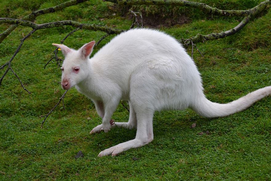 Rare White Animals (20 Pics)