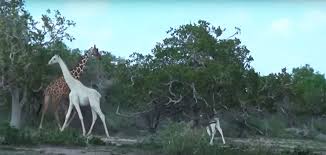 Rare white Giraffes Spotted in Kenya