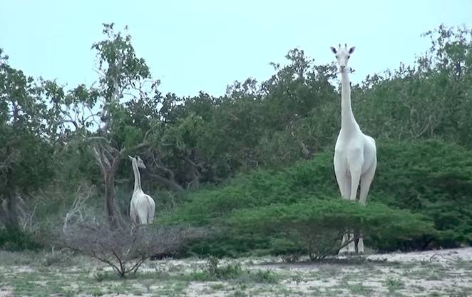 Rare white Giraffes Spotted in Kenya
